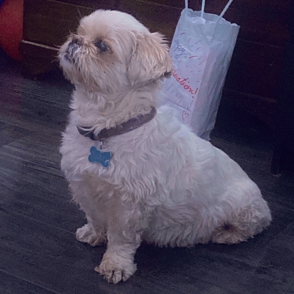 🚨PET ALERT🚨 - Picture 7 of 8